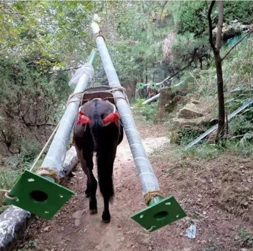 余姚骡马运输队